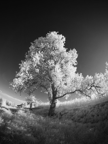 Altenberg, Austria | 2010