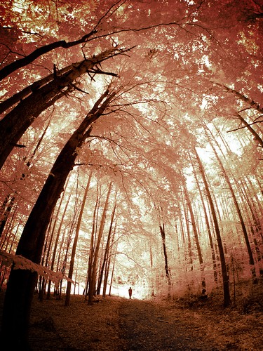 Altenberg, Austria | 2010