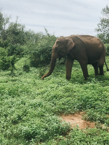 Udawalawe, Sri Lanka | 2018