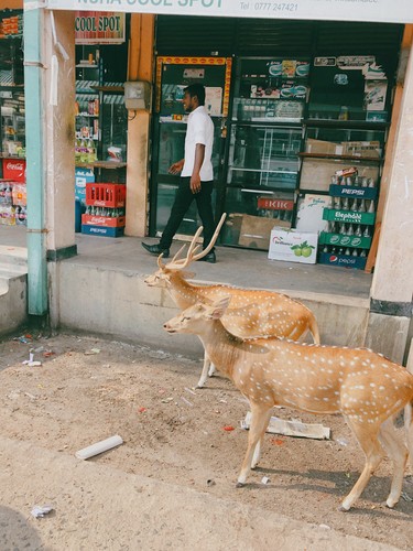 Trincomalee, Sri Lanka | 2018