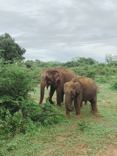 Udawalawe, Sri Lanka | 2018