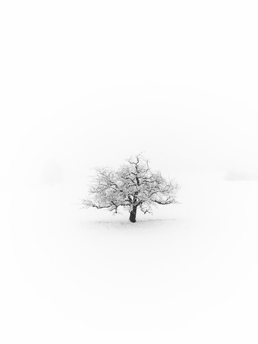 Türlersee, Switzerland | 2019