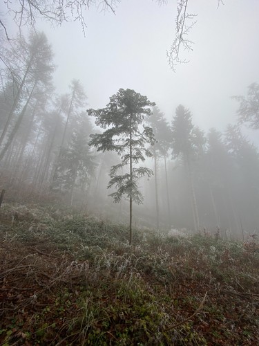 Affoltern am Albis, Switzerland | 2020