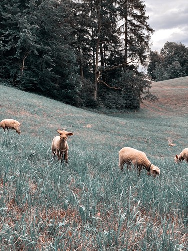 Affoltern am Albis, Switzerland | 2020