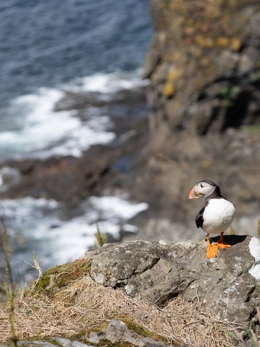 Treshnish Isles, Scotland | 2023