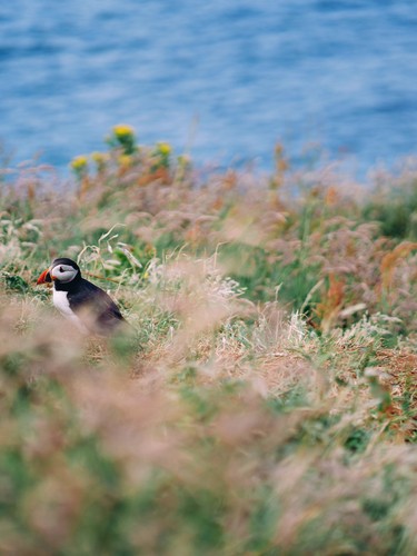 Treshnish Isles, Scotland | 2023
