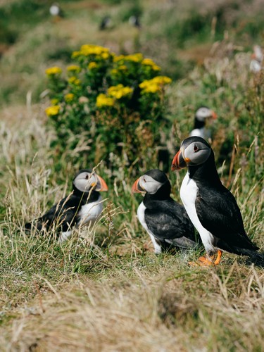Treshnish Isles, Scotland | 2023