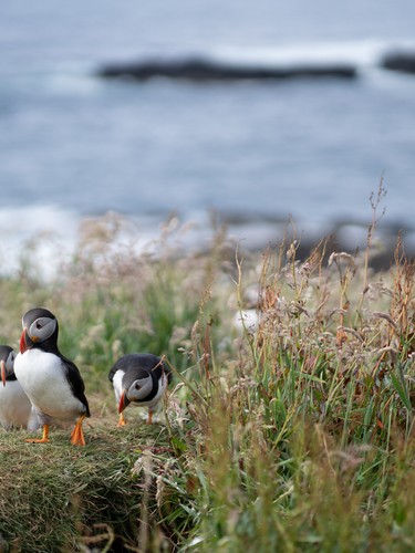 Treshnish Isles, Scotland | 2023