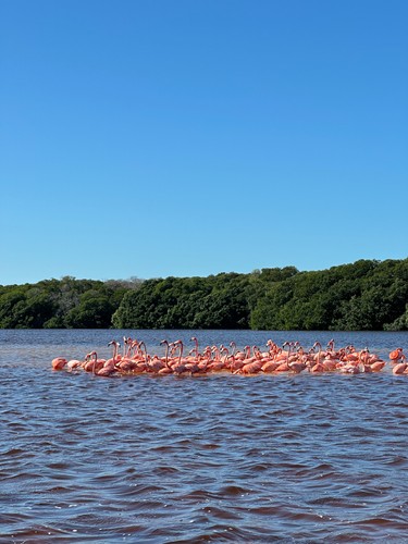 Celestun, Mexico | 2026
